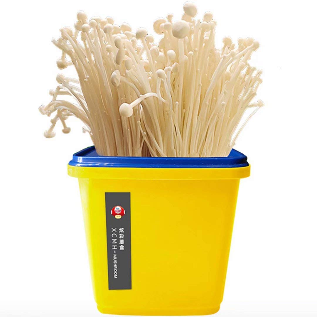 Buy Mushroom Grow Kit Oyster Mushrooms Growing Kit Indoor and Eat