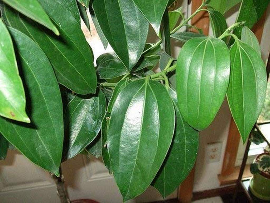 Creative Farmer Live Cinnamon Plant Cinnamomum Cassia Spice Plant (B08Q8N5LW7) Amazon Price History, Amazon Price Tracker