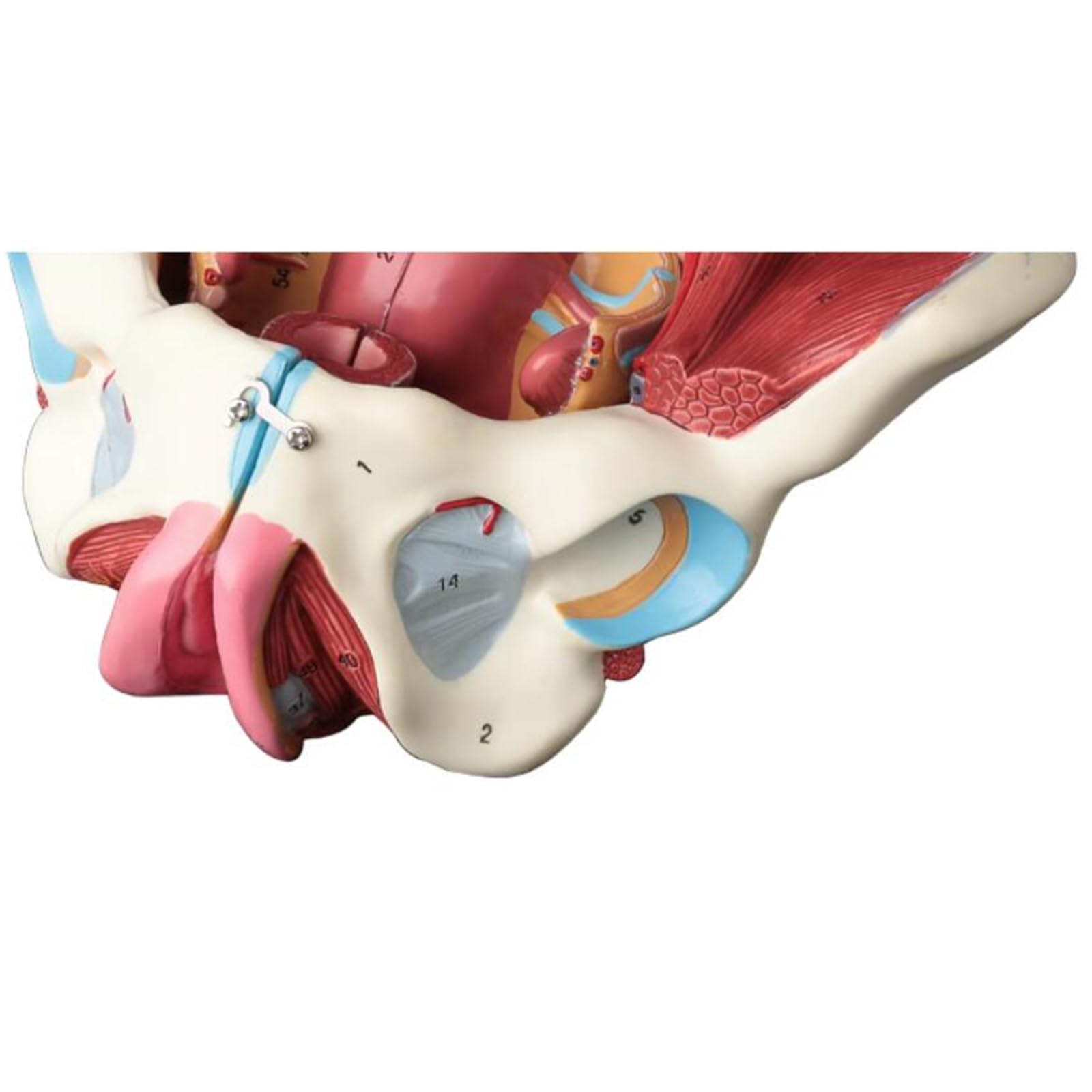 Modello di Bacino Femminile con Nervo Vascolare - Modello Educativo di cavità Pelvica Femminile - per L'insegnamento E L'apprendimento Medico, Forniture di Laboratorio