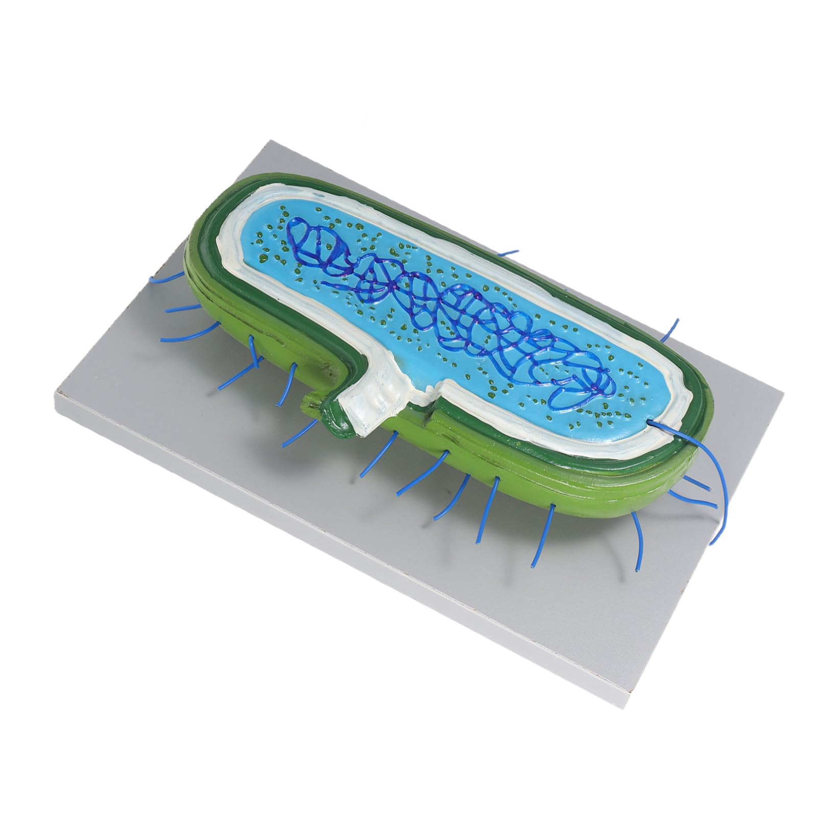 Cabilock Modello Interattivo per Lezioni Biologia Kit DIY per Costruire Struttura con Organelli Gioco Educativo per Studenti e Uso in Aula
