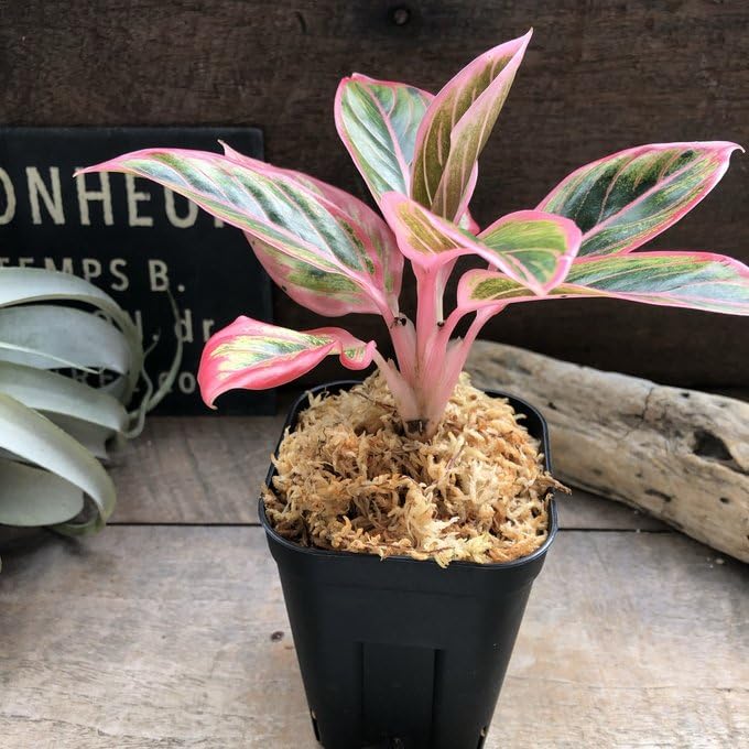Amazon｜アグラオネマ ロータス デライト「Aglaonema Lotus Delight