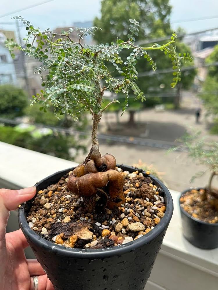 オペルクリカリア　パキプス　実生　5年以上 (鉢付き) オペルクリカリア・パキプス】実生5年以上経過株 | BOKUTO