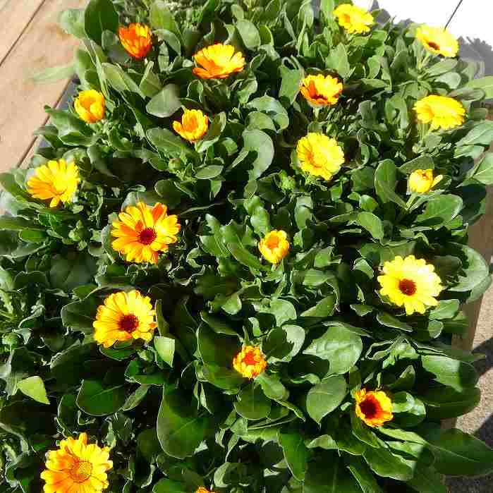 Amazon.co.jp: Calendula Seedlings, No. 3.5, Calendula