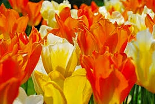 Emperor Tulip Bulb, mezcla de jazz, (paquete de 10) impresionantes tulipanes perennes, bulbos, flores grandes