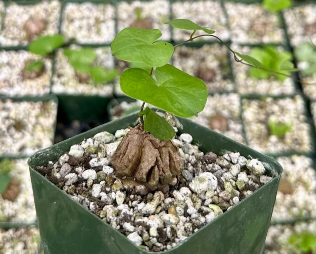 Dioscorea Elephantipes Live Plant in 3 Inch Pot, Elephant Foot Caudex Plant, Caudex Plant, Rare Houseplant, Indoor Vine Plant
