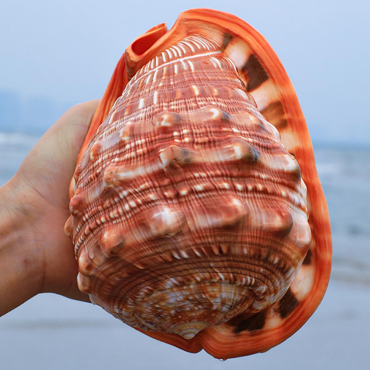 Duże muszle trąbkowe, Ogromne rzadkie morskie muszle 11~15 cm idealne na wesele(14~14.5cm)