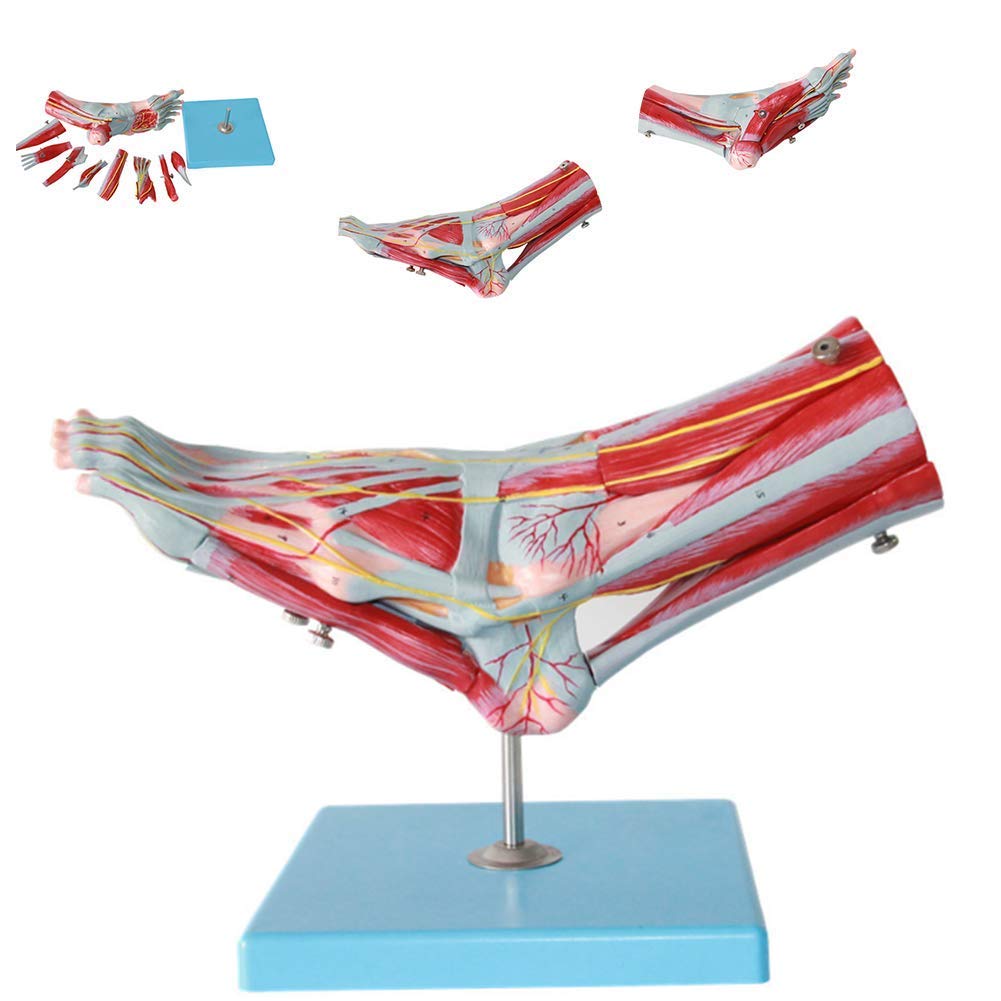 YNIYUJKL Anatomy Model Of Human Organs Anatomical Model Of The Foot Ankle Nervous Model Removable Muscle-Environmental Protection Materials-Medical Research