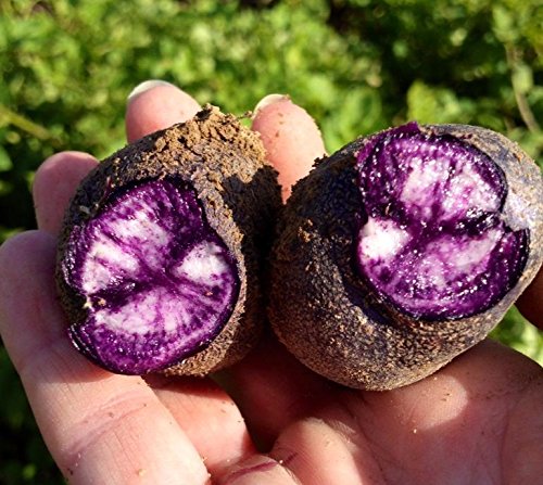 Simply Seed - Purple Majesty - Naturally Grown Seed Potatoes - 3 Lb- Ready For Spring Planting #TOP1