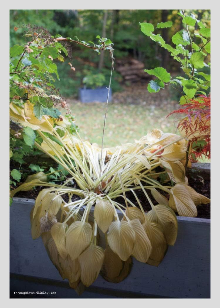 HYUKOH - Through Love Album