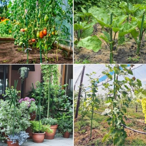 Estante de cultivo de verduras para evitar caídas en plantas de tomate y frijoles 4