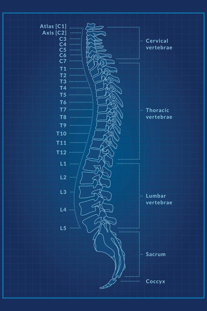 Laminated Human Anatomy Spine Vertebrae Cervical Thoracic Lumbar Sacrum Coccyx Numbered Named Medical Science Blueprint X Ray Blue Patent Style Educational Chart Poster Dry Erase Wall Art 24x36