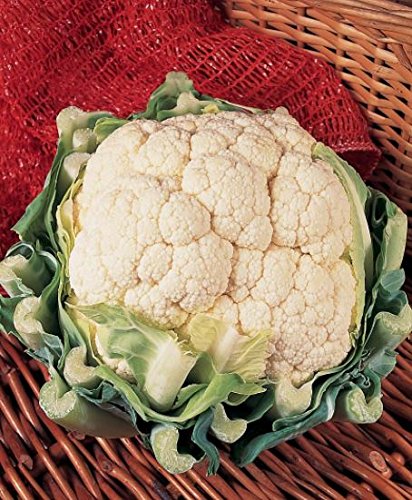 JustSeed - Organic - Vegetable - Cauliflower Goodman - 25