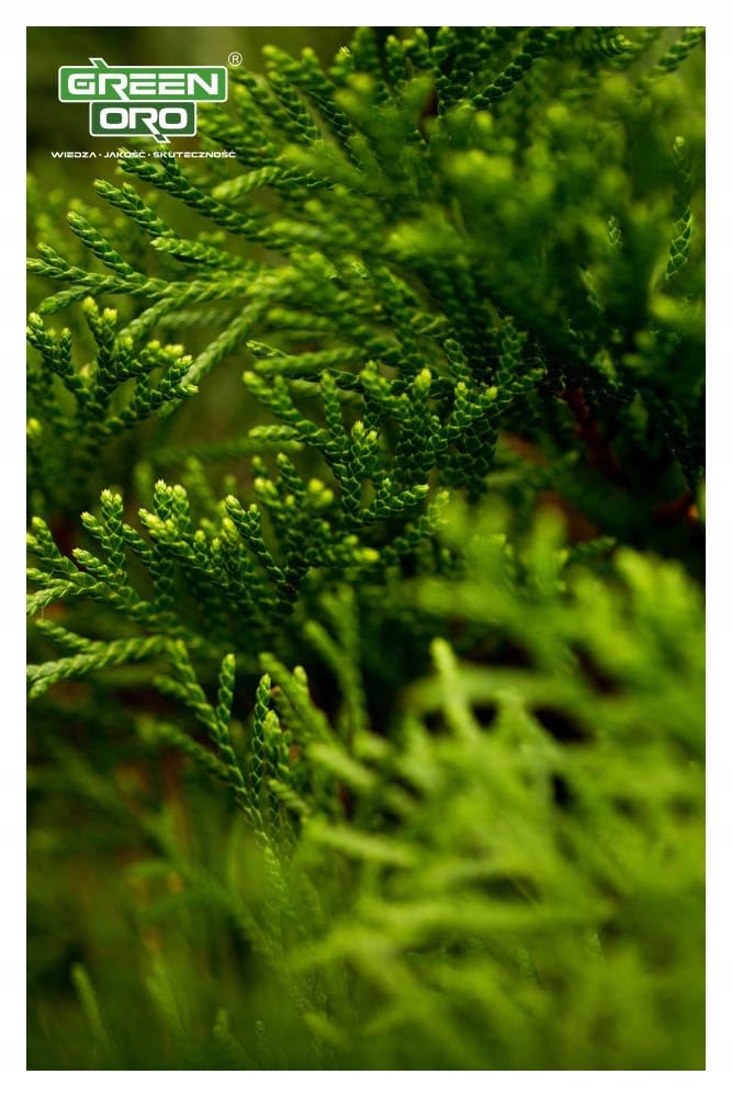 GREEN ORO HYDRO MAX 24KG - Fertilizzante a lunga durata per piante aghiformi, siepi e conifere