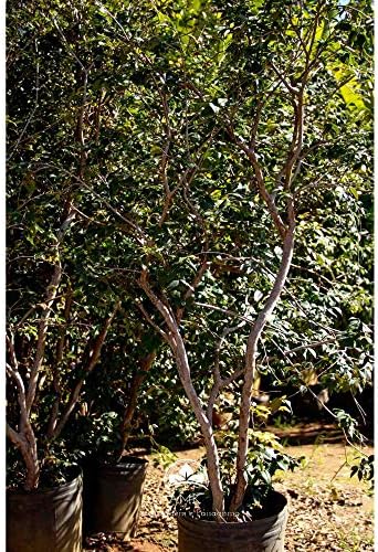 Muda Jabuticaba Olho de Boi (Em Ciclo Produtivo)