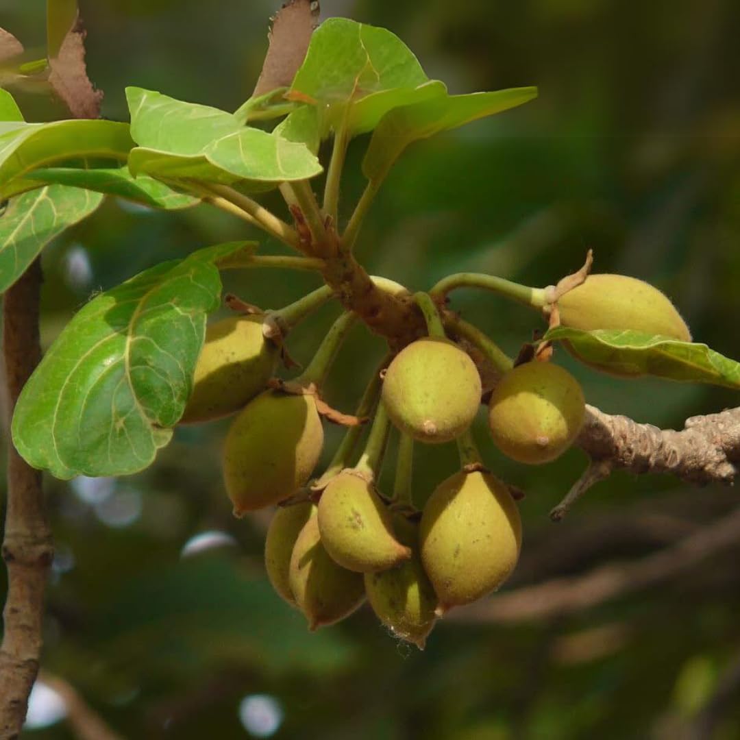 M-Tech Gardens Rare Mahua/Eluppa Medicinal Herb Plant (Madhuca longifolia, Hybrid) Exotic 1 Live Medicinal Plant (B0CX8W25ZZ) Amazon Price History, Amazon Price Tracker