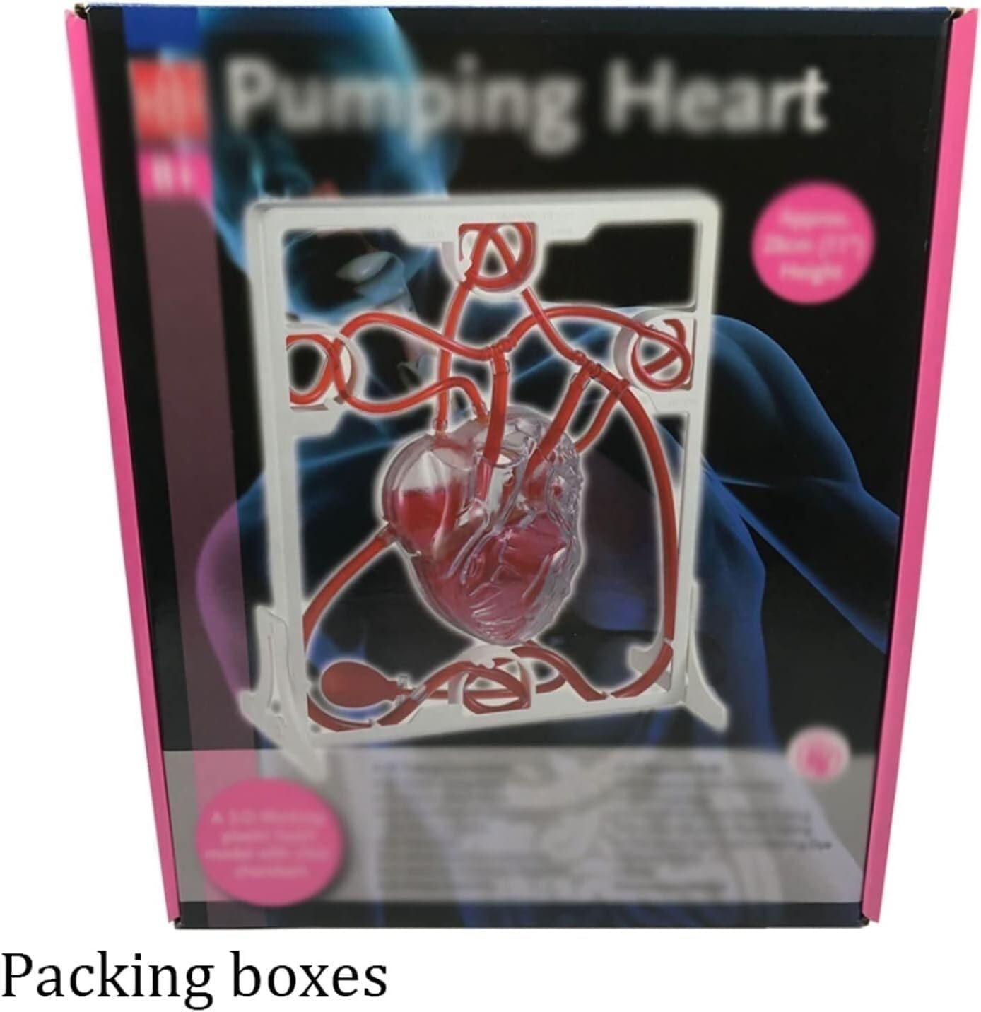 3D Heart Blood Circulation Model, Heart Beat and Blood Circulation Model with Squeeze Ball Pump, for Biology Education, Science Demonstration.