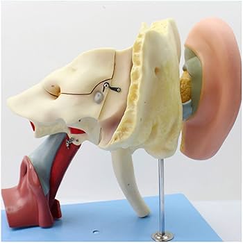 中耳・側頭骨 3D 解剖マニュアル DVD-ROM付 Amazon.co.jp: 耳科手術のための 中耳・側頭骨3D解剖マニュアル