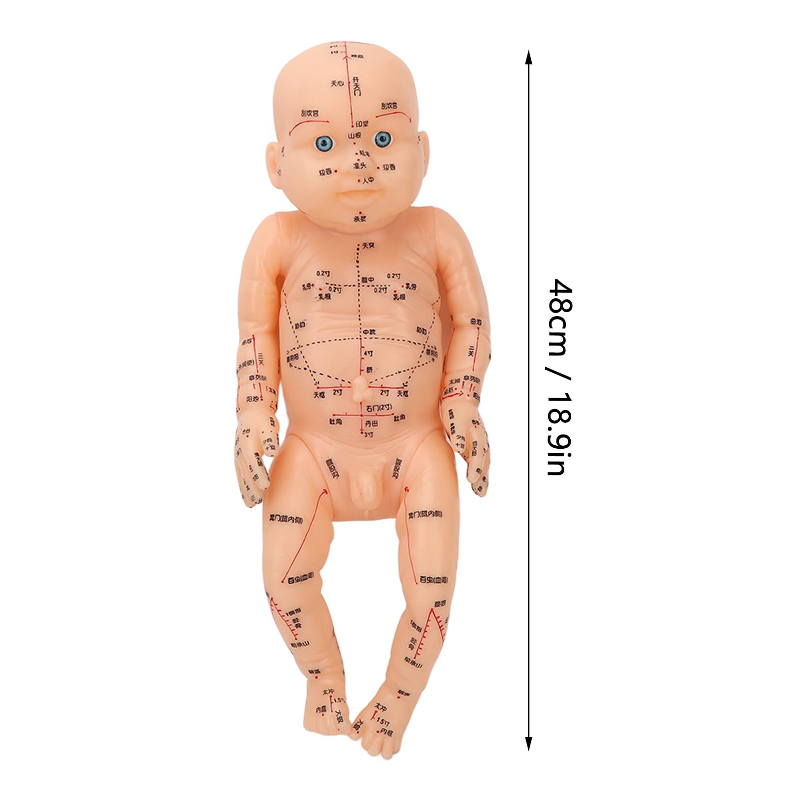 Amazon.com: Babies Acupuncture Massage Model, Pediatric Training
