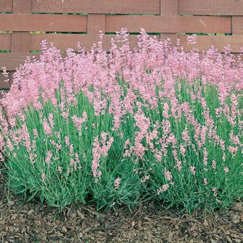 6 Pack of English Pink Lavender Rosea Plug Plants Amazon.co.uk Garden