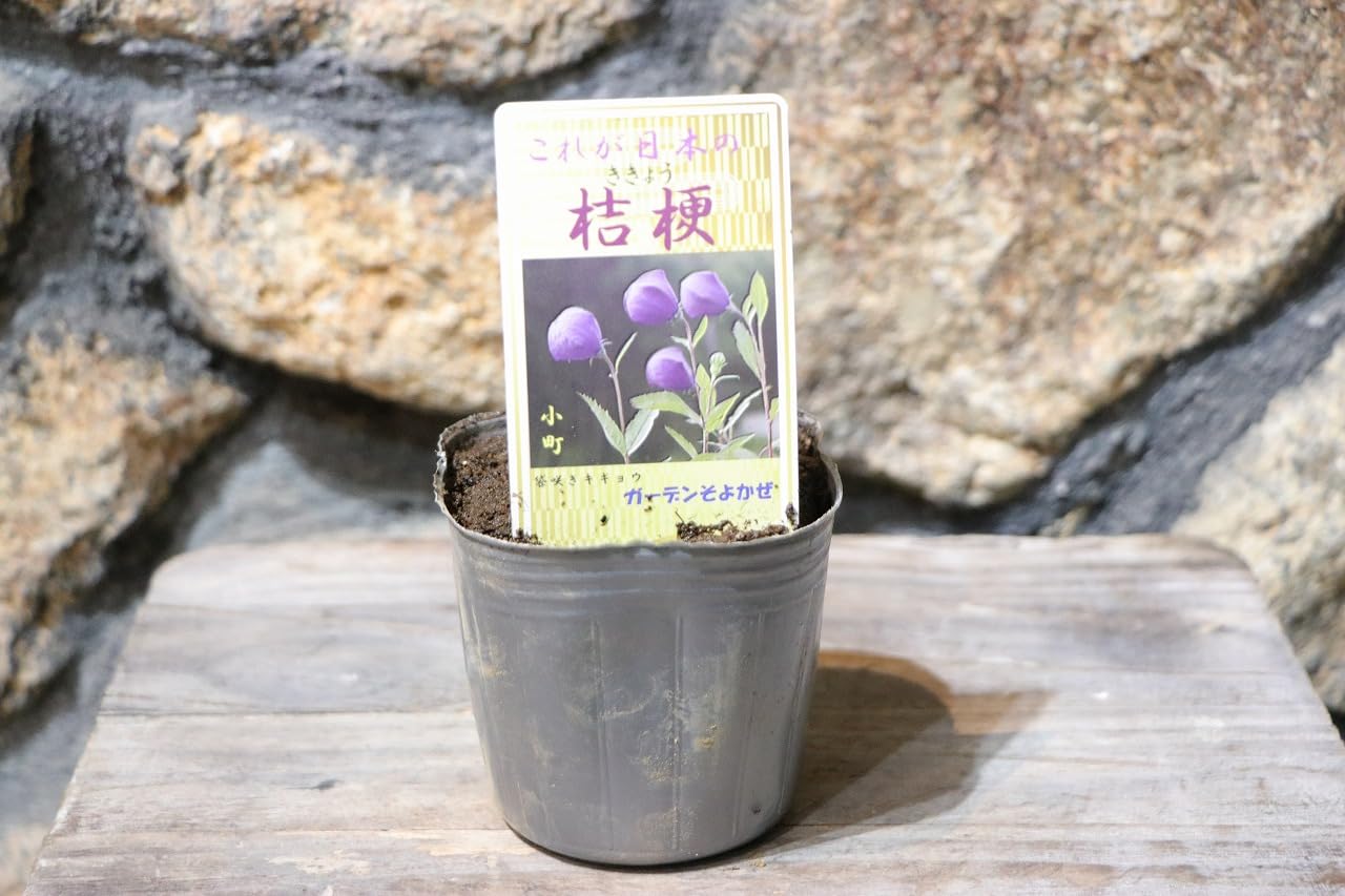 Amazon.co.jp: ノーブランド品キキョウ江戸の桔梗花壇地錦抄小町咲き紫