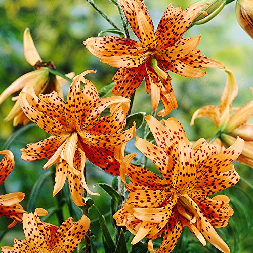 Double Tiger Lily Flore Pleno Bulbs
