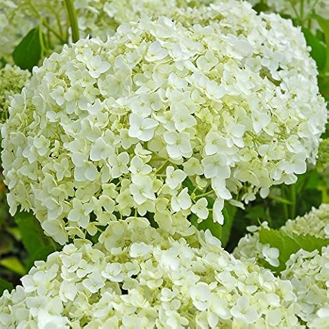 Thompson and Morgan Hydrangea 'Annabelle' Plant Cover