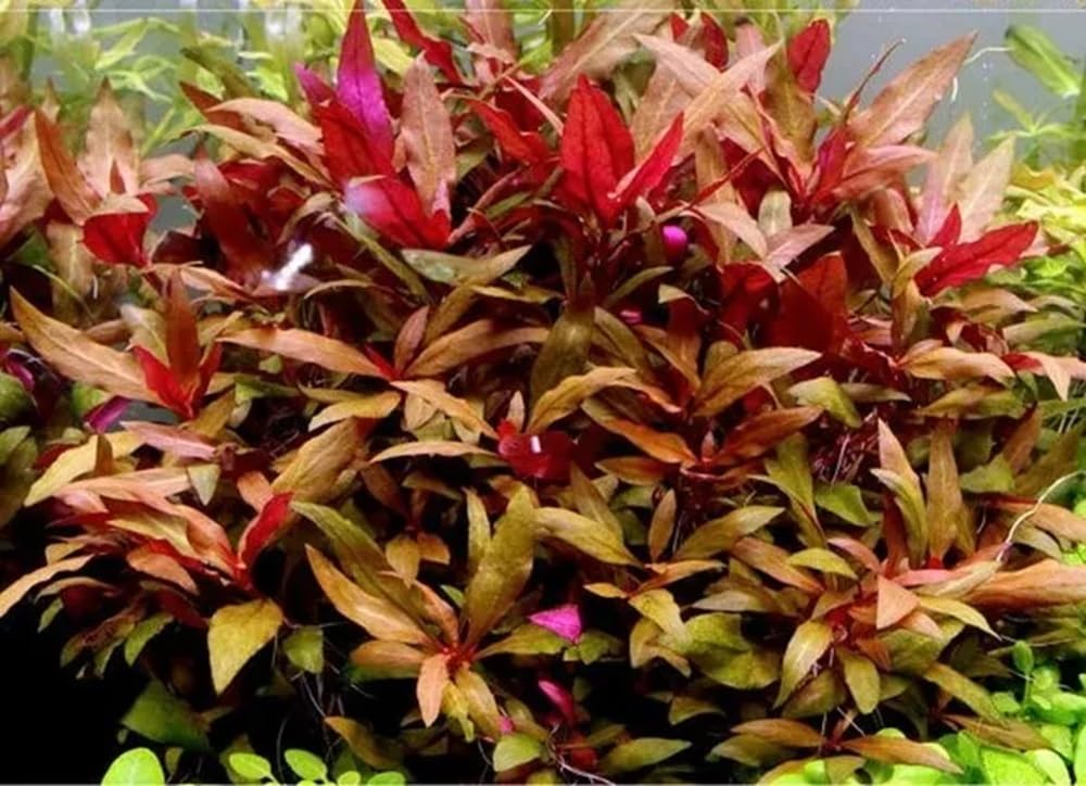 Alternanthera reineki plante aquatique rouge en tiges