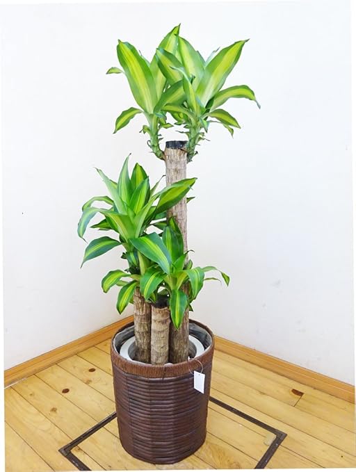 Amazon Co Jp 花言葉は幸福 鉢カバー付ドラセナ マッサンゲアナ 幸福の木 110センチ前後 8号プラ鉢 鉢カバーはホワイトになります ホーム キッチン Amazon Co Jp 花言葉は幸福 鉢カバー付ドラセナ マッサンゲアナ 幸福の木 110センチ前後 8号プラ鉢 鉢カバーはホワイトになります ホーム キッチン
