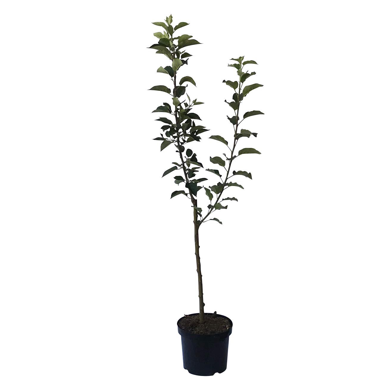 Duo-Apfelbaum mit der Kombinationen Elstar und Jonagold 7,5 L auf M7
