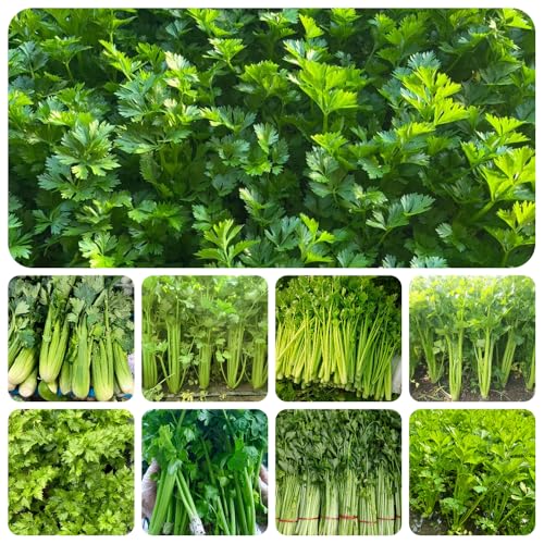 semi di sedano da piantare, sedano rapa, semi di ortaggi vecchie varietà ortaggi vasi per piante piante da ufficio invernali in vaso bonsai biologici biologici erbe aromatiche in vaso 250pcs