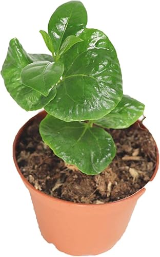 Planta de café arábica - 2'' de California Tropicals disponible en Yaxa Costa Rica