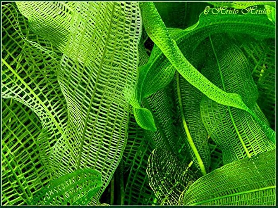 棘.PLANTS ЕК-Надежда-154819.jpg