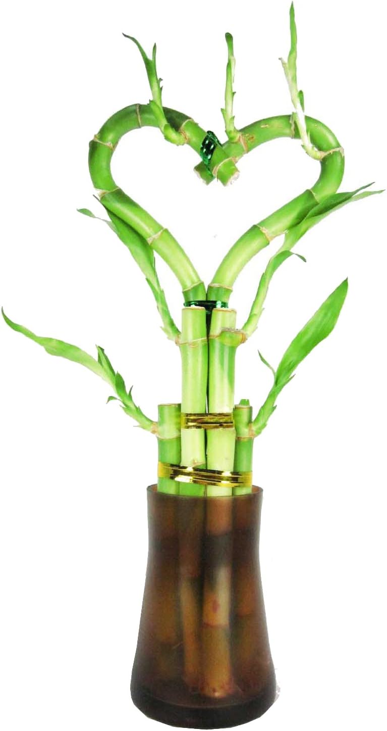 Set of 2 Live Heart Shape 6 Style Lucky Bamboo Plant with Tall Glass Vase