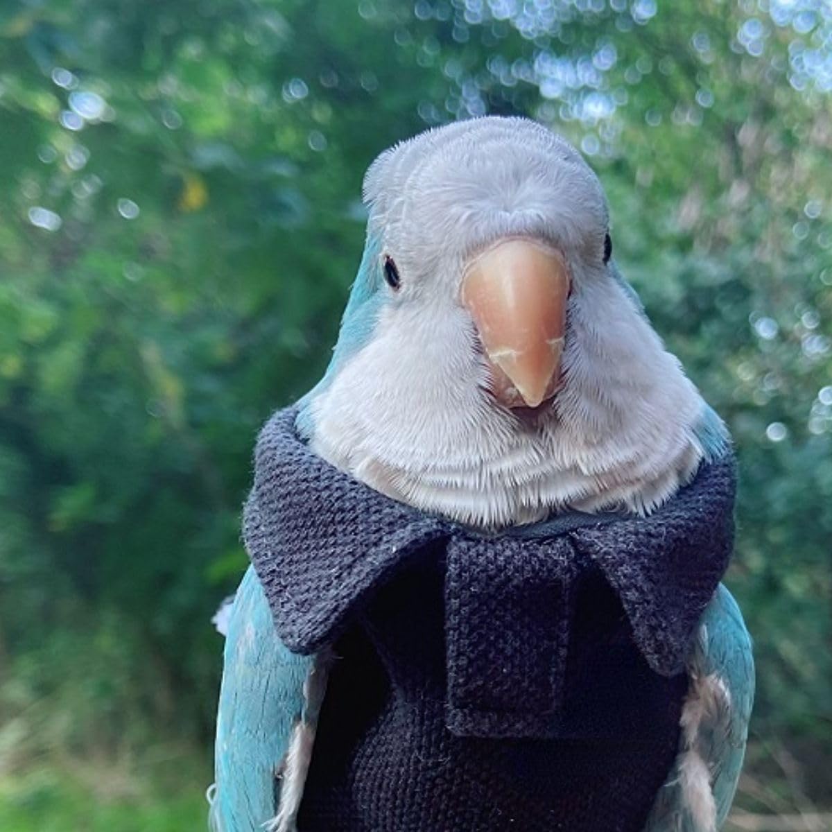 Bird Costume Bird Diaper Flight Suit Bird Navy Top Bird Clothes Cosplay Photo Prop for Parrots Lovebird Parakeet Cockatiel Small Animals Apparel (with Diaper,2XL)