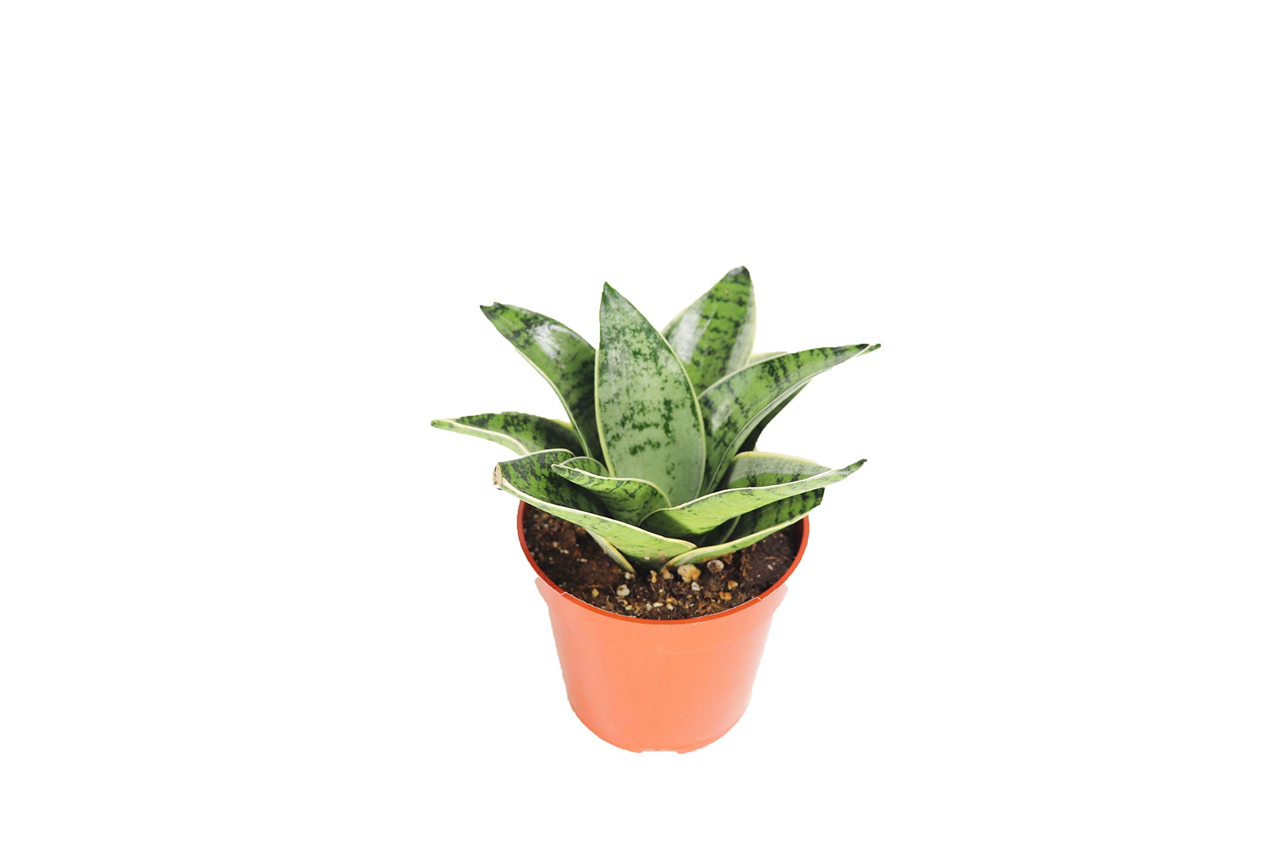 California Tropicals Sansevieria Starlight