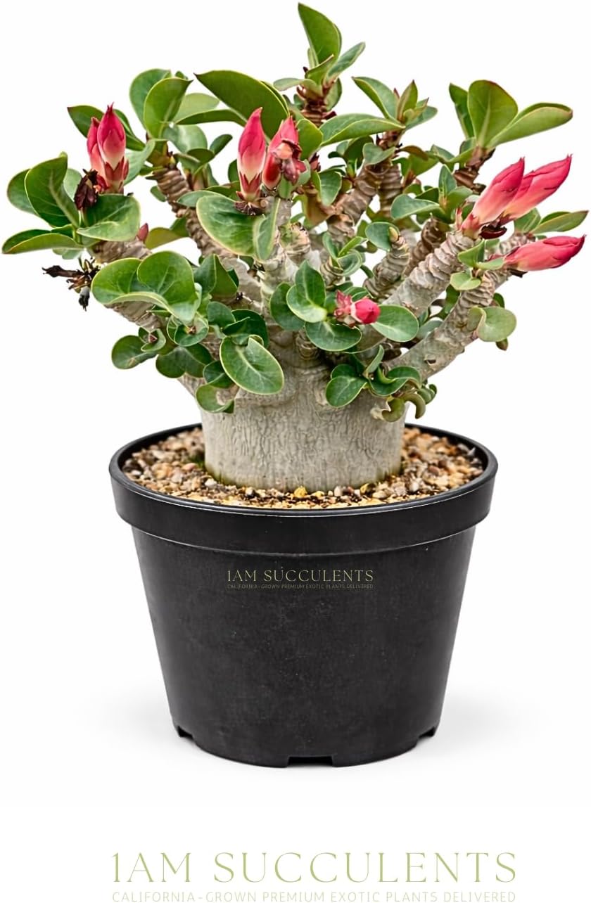 Rare Adenium Arabicum Godji Live Plant – Desert Rose Succulent – Thick Caudex Bonsai Plant – Drought Tolerant Exotic Houseplant