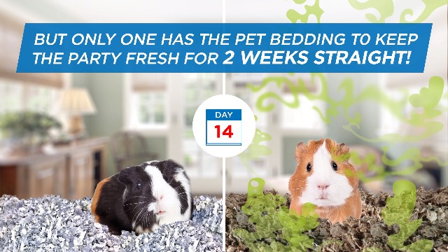 kaytee extreme odor control