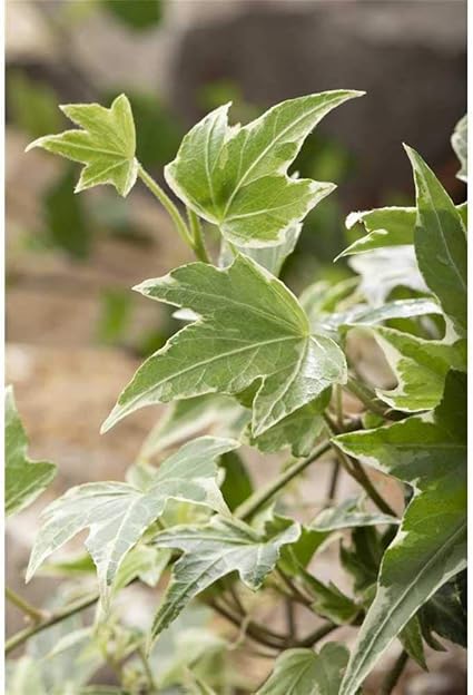 Ivy White Ripple Hedera Helix Hardy Green White Foliage In Gardening Quality By Flowers Boar 12 Cm Amazon De Garden