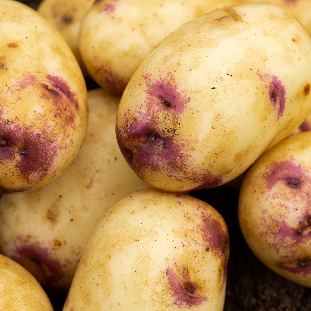 2kg Kestrel Seed Potatoes (Approx. 20-25 Tubers), Second Early Grow Your Own, for Boiling Chips & Roasting - Image 8