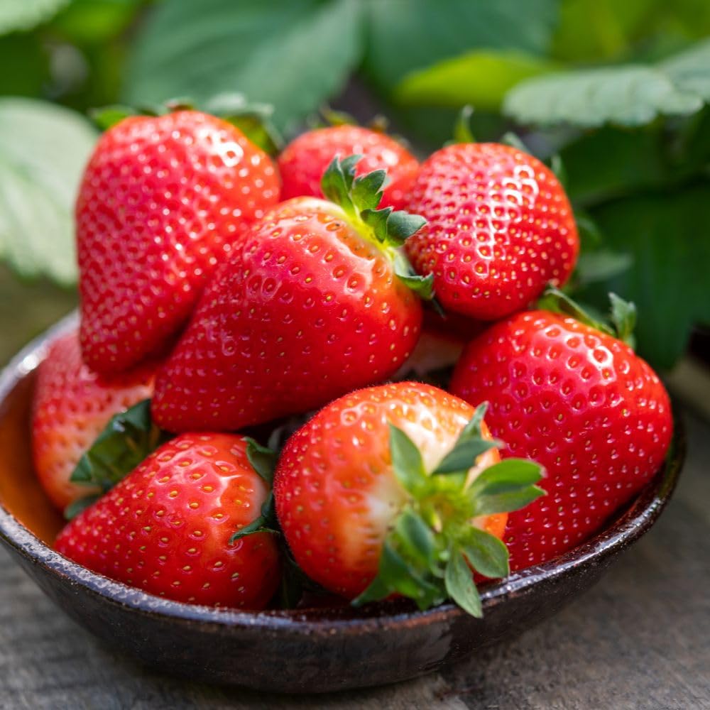 Strawberry Mara des Bois - 10 x Bare Roots - Chefs Favourite for Intense Aromatic Flavour, Perpetual Fruiting All Summer Long - Thompson & Morgan