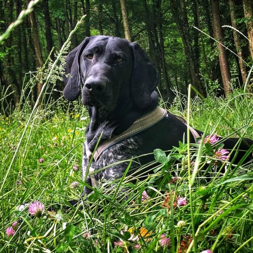 💫 ... nadomestni psi in mucki 🐶 🐈