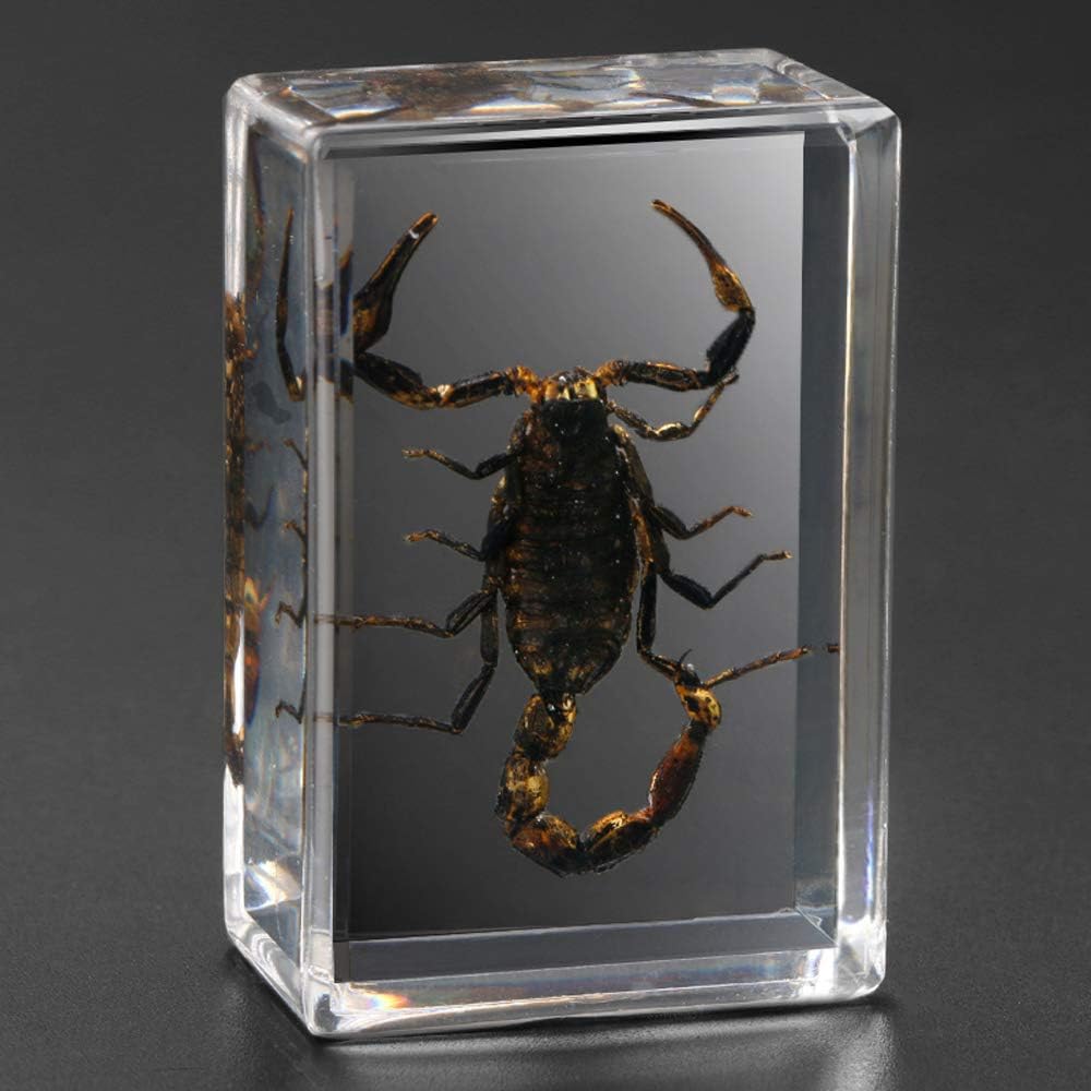 Earnmore Insect Resin，Real Giant Insect Paperweight Taxidermy Specimen