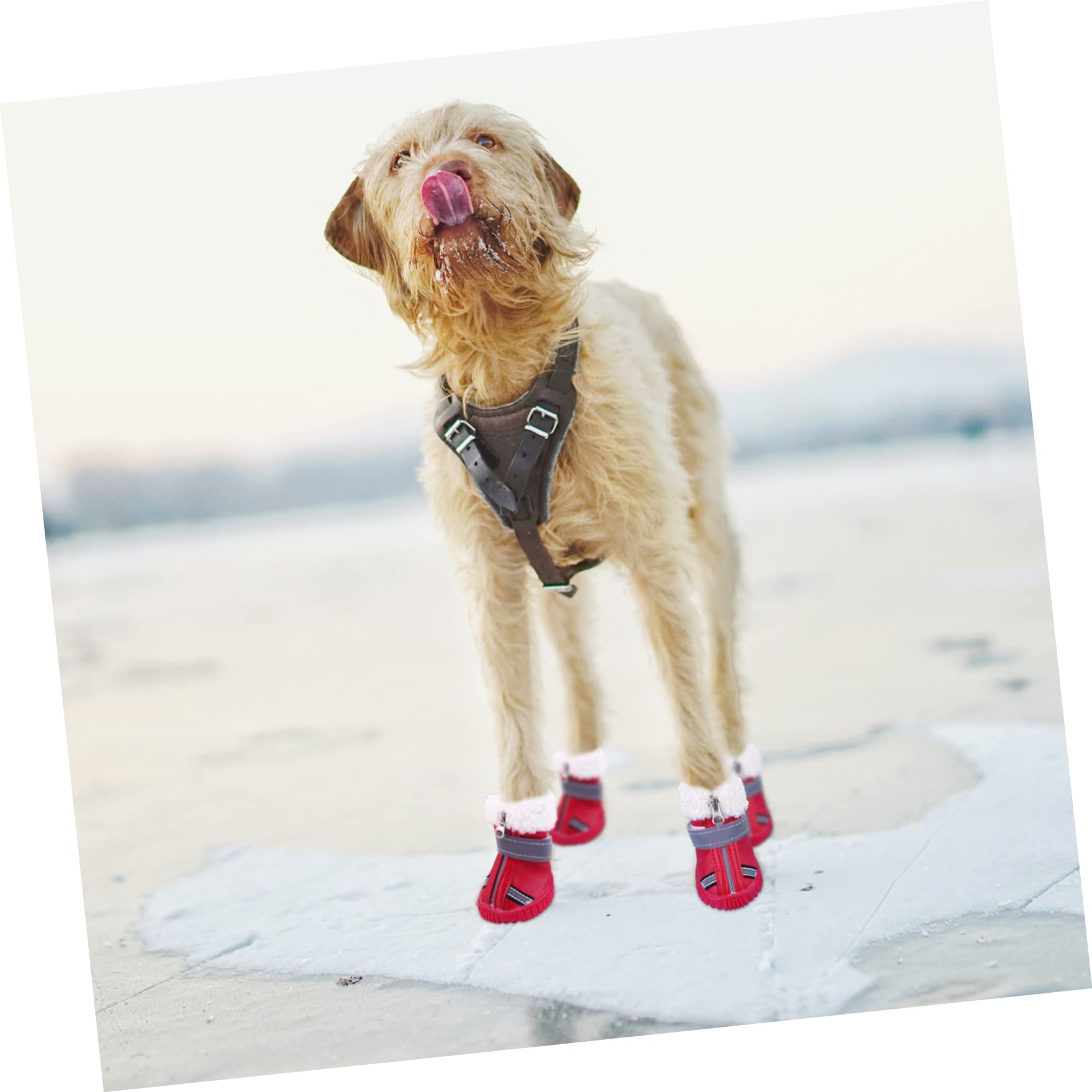 POPETPOP 12 Pièces Chaussures De Chien Automne Hiver Bottes Raquettes à Neige pour Petits Chiens Protecteur De Pattes d'animaux De Noël Automne Et Hiver Coton Chaussures Courtes