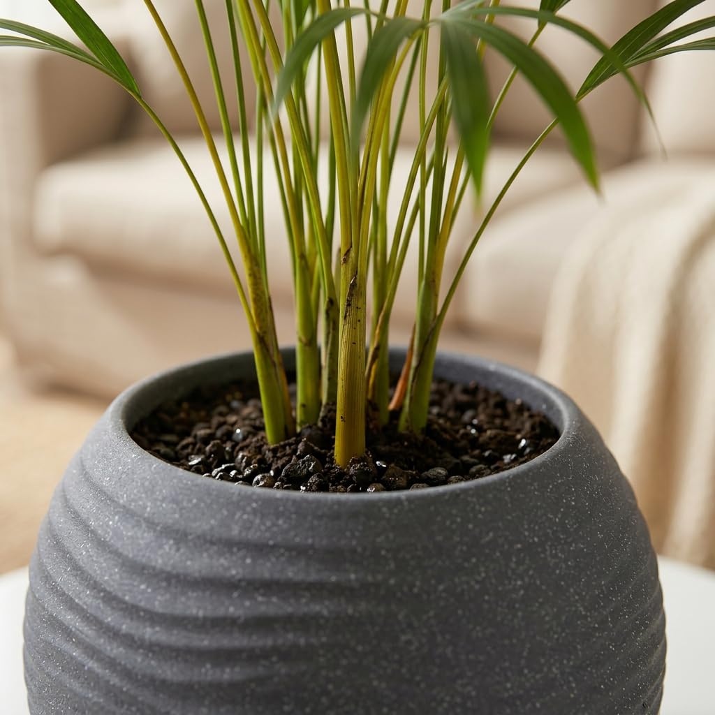 YUCCABE Fox Planter - Grey Wave Pot with Plate -4
