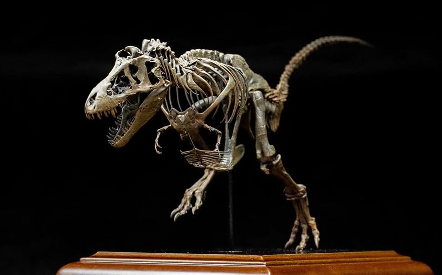 ティラノサウルス 化石 骨 本物 アメリカ産 35mm ケース付き tb122 ティラノサウルス 化石 骨 本物 アメリカ産 35mm ケース付き