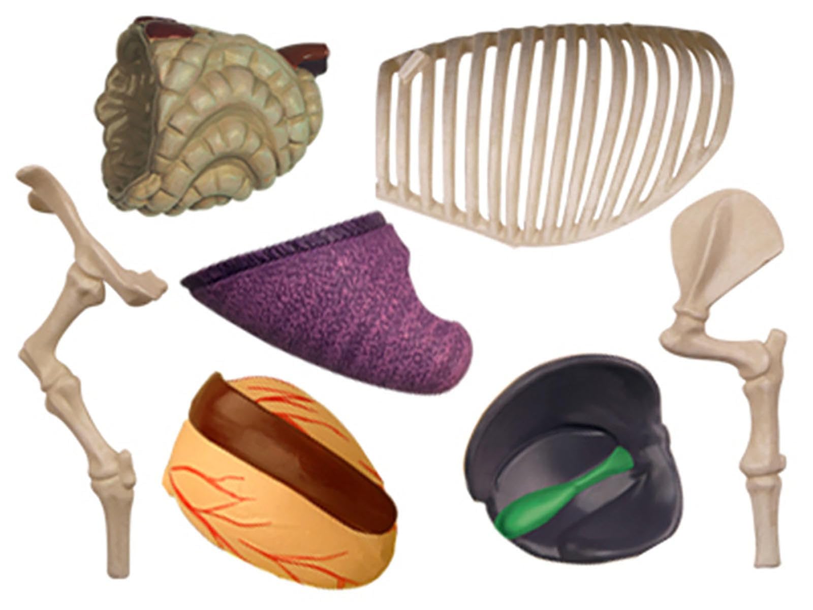 AMITD Modello anatomico di maiale 4D, modello di anatomia scheletrico, modello di anatomia animale - 19 organi staccabili parti del corpo modello animale - modello educativo per dimostrazione medica