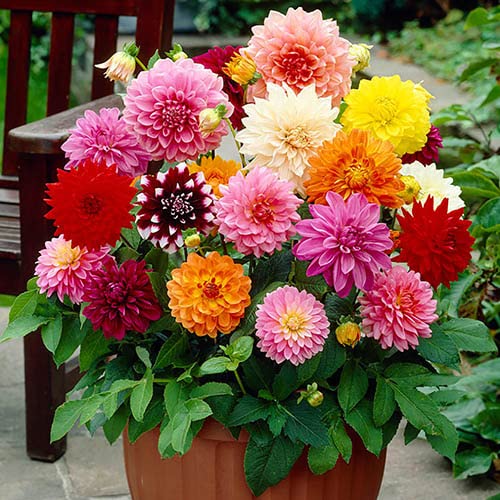 Andhagnai Greens Dahlia Multicolor Flower Seeds For Winter Season Gardening (Package Of 50+ Seeds) (B0B7G2Y6QT) Amazon Price History, Amazon Price Tracker