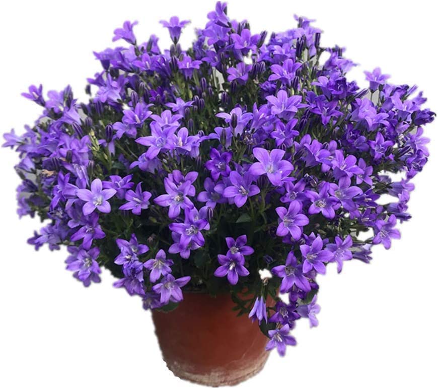 Campanilla Planta Natural con Flores Azules para Decorar el Hogar