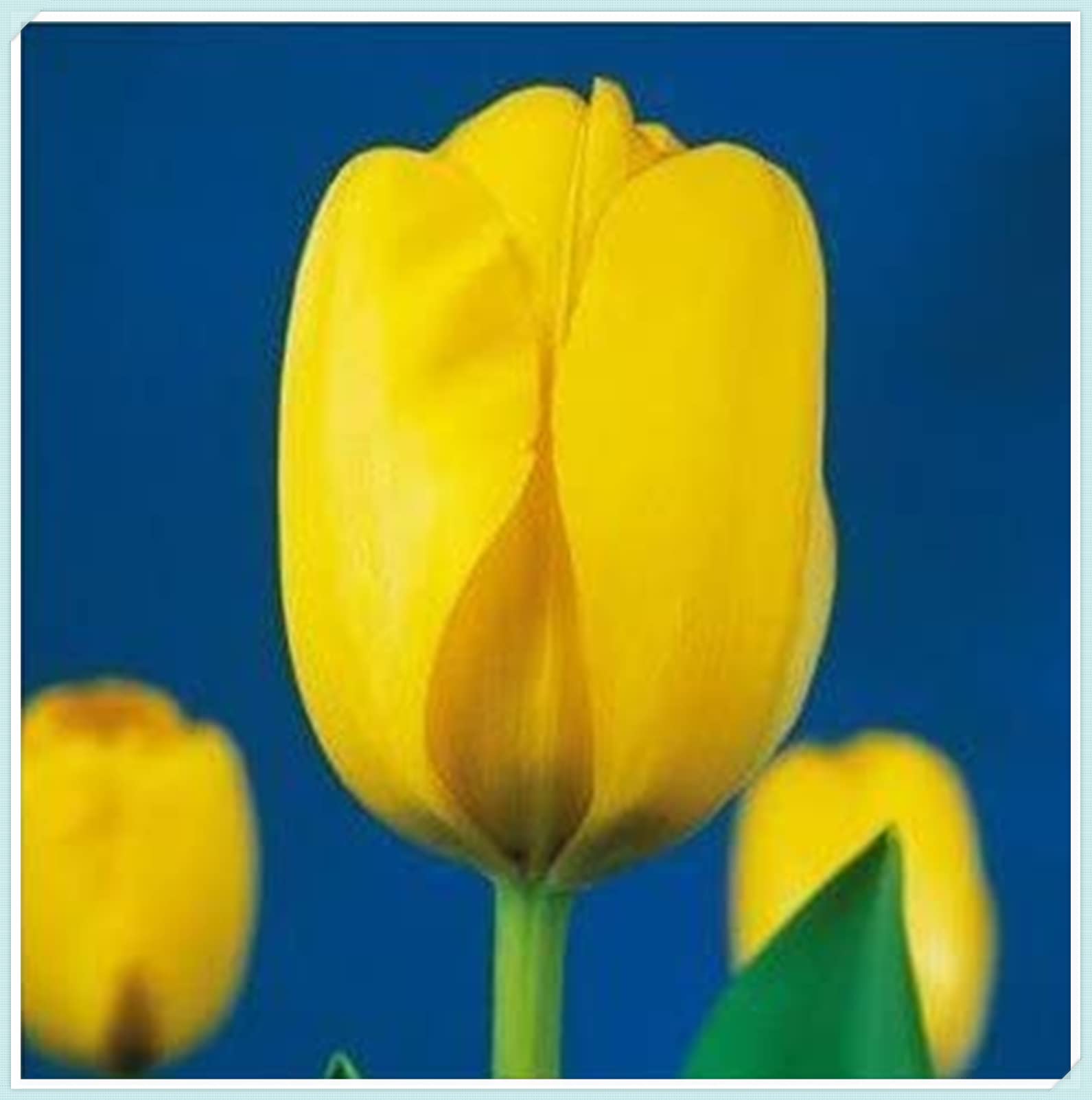 Tulipano Bulbi, Naturali, Vitali - Compatti, Robusti, Freschi-15 Bulbi-I
