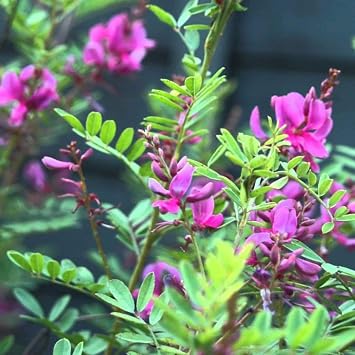 True Indigo Indigofera tinctoria - Grow Now or Store for Future Planting - Capsule of 30 Seeds